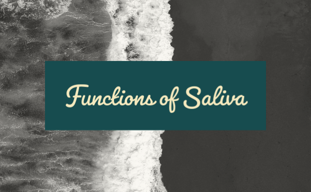 functions of saliva